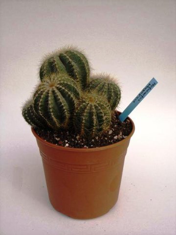 Notocactus_magnificus_1